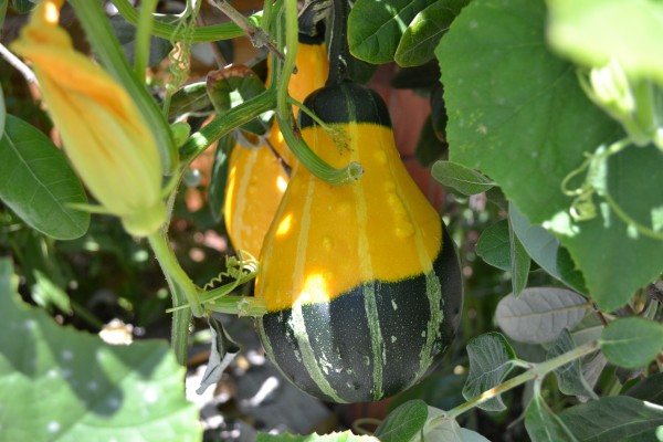 Squash in the Love & Salt restaurant garden