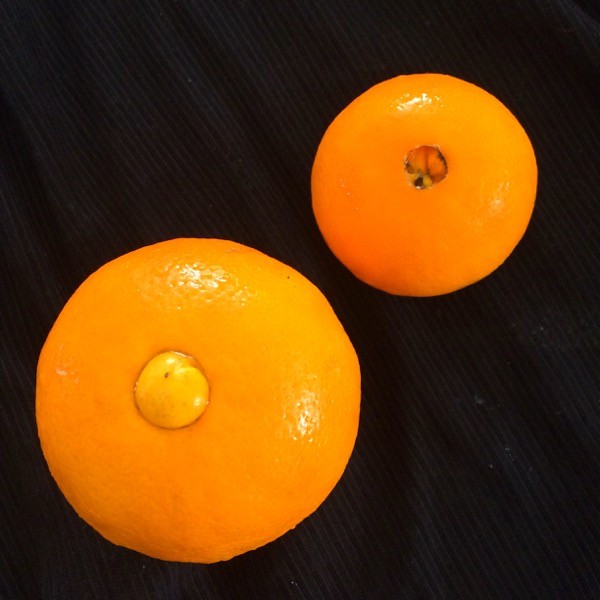 Side note: Did you know that the "navel" on a navel orange could be an "innie" or an "outie"?