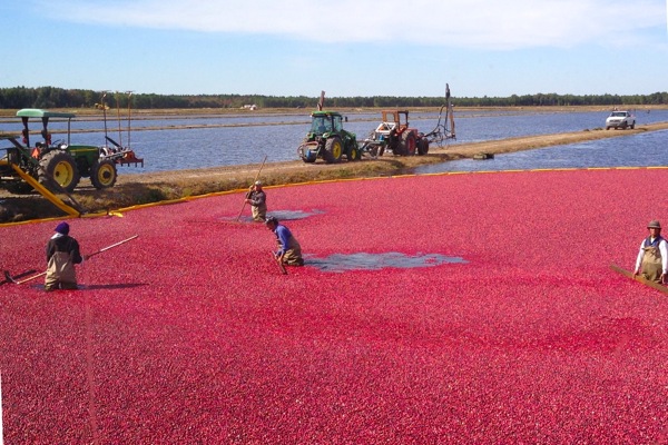 Workers wade through the flooded cranberry bog to corral the floating berries